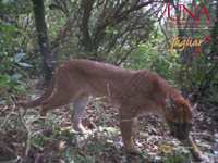 Jaguar 11
